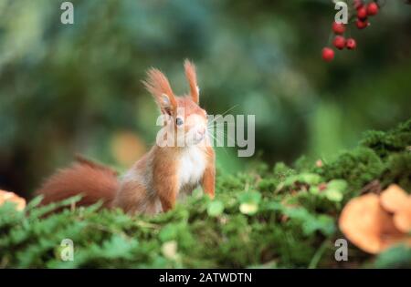 European Red Squirrel (Sciurus vulgaris) next to Crataegus berries. Germany Stock Photo