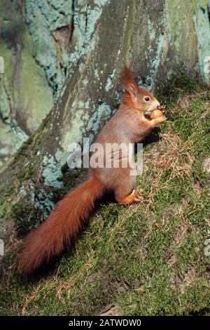 Eurasian Red Squirrel (Sciurus vulgaris). Adult on a tree trunk, eating a hazelnut. Germany Stock Photo