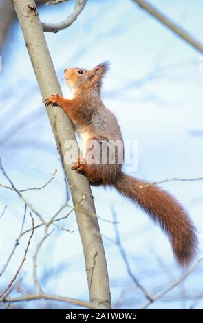 Eurasian Red Squirrel (Sciurus vulgaris). Adult climbing on a branch. Germany Stock Photo