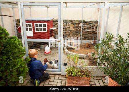 Domestic chicken. Hen house with chicken-run in a courtyard. Germany Stock Photo