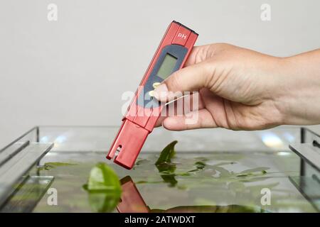 pH meter: The pH value is measured in an aquarium. Germany... Stock Photo