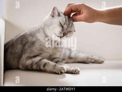 British Shorthair. Tabby adult lying on a sofa, getting scratched on the head. Germany Stock Photo