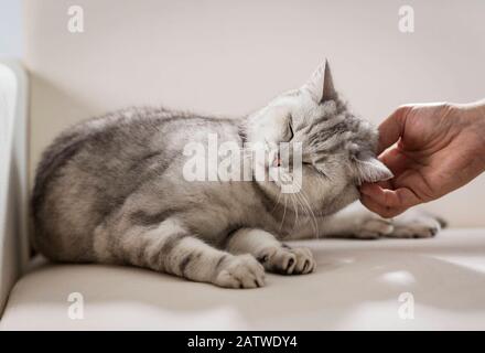 British Shorthair. Tabby adult lying on a sofa, getting scratched on the ear. Germany Stock Photo