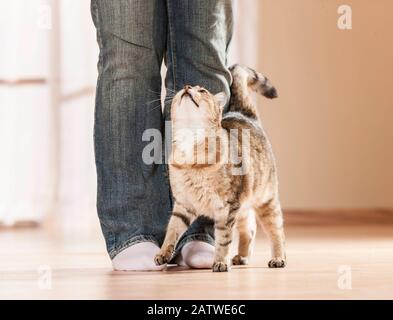 Domestic cat. Adult cat demonstrating its affection for a person by rubbing its forehead against its legs. Germany Stock Photo