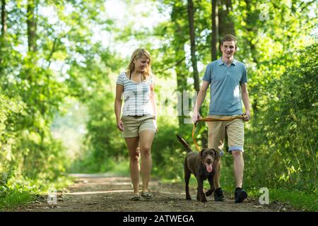 Labrador Retriever and couple walking in a forest. Germany. Stock Photo