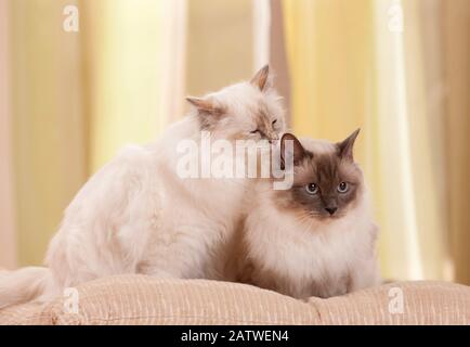 Birman, Sacred cat of Burma. Two cats next to each other on a cushion, one licking the head of the other. Germany Stock Photo