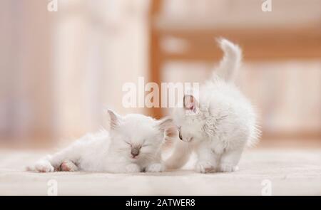Birman, Sacred cat of Burma. Two kittens (6 weeks old) on a carpet, one of them sleeping. Germany