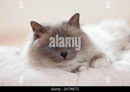 Sacred cat of Burma. Adult cat lying on a cushion. Germany. Stock Photo