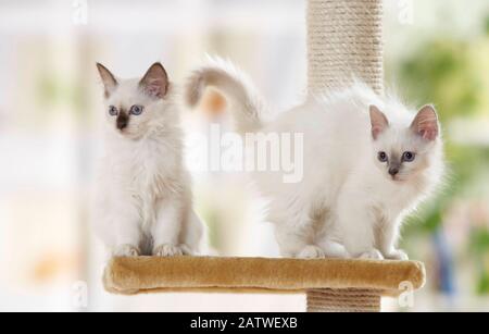 Birman, Sacred cat of Burma. Two kittens sitting on a scratching post. Germany