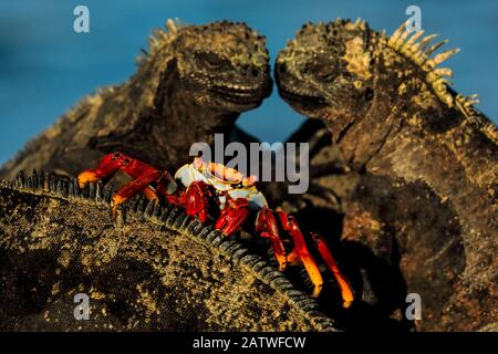 Sally lightfoot crab, (Grapsus grapsus), feeding on marine iguana parasites and dead skin, Galapagos