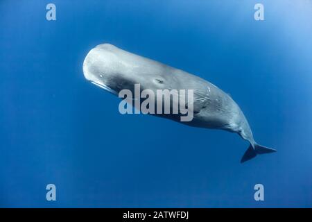 Sperm whale (Physeter macrocephalus) mature female, Dominica. Stock Photo
