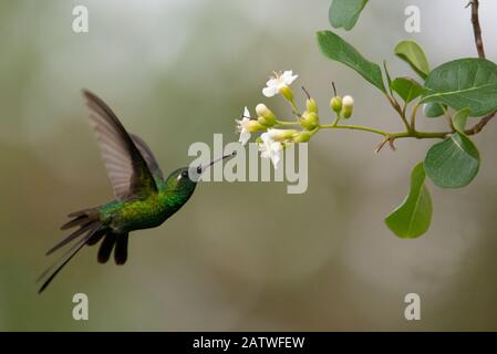 Cuban emerald hummingbird (Chlorostilbon ricordii) Guanahacabibes Peninsula National Park, Cuba Stock Photo