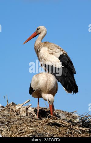 Pair or Couple of White Storks, Ciconia ciconia, on Bird Nest at El Badi Palace Marrakesh Morocco Stock Photo