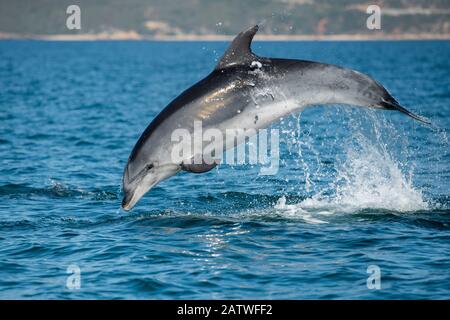 Bottlenose dolphin (Tursiops truncatus) porpoising, Sado Estuary, Portugal. October Stock Photo
