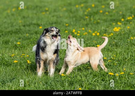 Adult Australian Shepherd and Labrador Retriever puppy playing on a meadow, barking. Germany Stock Photo