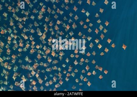 Munks pygmy devil ray / Munks mobula (Mobula munkiana) large school from the air, Baja California, Mexico. Stock Photo