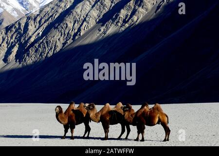 Bactrian camels (Camelus bactrianus) on sand, Nubra Valley, Ladakh, India. September. Stock Photo