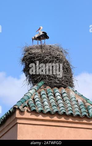 Enormous Nest or Giant Bird Nest of White Storks, Ciconia ciconia, Balanced on Roof Ridge at Badi Palace Marrakesh Morocco Stock Photo