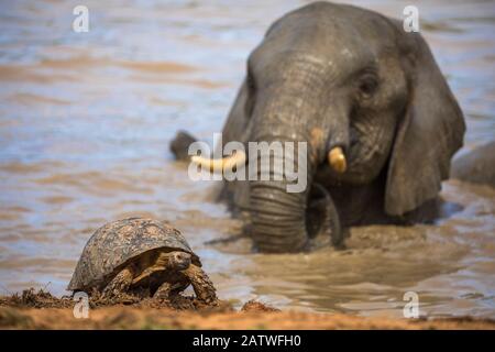 Leopard / mountain tortoise (Stigmochelys pardalis) with elephant bull (Loxodonta africana) behind in water, Addo elephant national park, Eastern Cape, South Africa, September Stock Photo