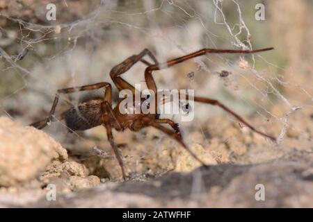 Common lace weaver / Lace-webbed spider (Amaurobius similis) male in its web in an old stone wall at night, Wiltshire, UK, September. Stock Photo