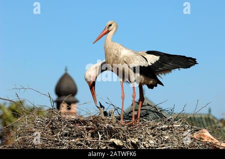 Pair of White Storks, Ciconia ciconia, Feeding Chicks on Nest on the Rooftops of El Badi Palace Marrakesh Morocco Stock Photo