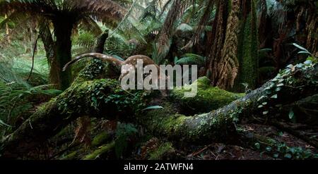 Spotted-tailed quoll (Dasyurus maculatus) scent marking in Monga National Park, New South Wales, Australia. Remote camera, triggered by movement. Highly Commended 2018 Wildlife Photographer Of The Year, Animals in their Environment category. Stock Photo