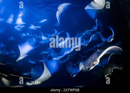 School of Munk's devil ray, pygmy devil ray, (Mobula munkiana), feeding on plankton at night, photographed on a long exposure, Espiritu Santo Island, Sea of Cortez, Baja California, Mexico, East Pacific Ocean Stock Photo