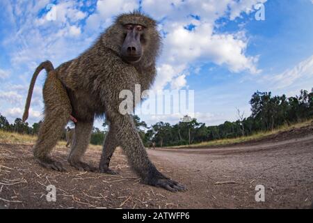 Olive baboon (Papio anubis) male approaching with curiosity - remote camera. Masai Mara National Reserve, Kenya. Stock Photo