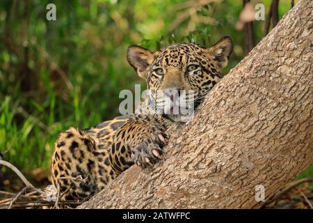 Jaguar (Panthera onca) resting against tree on riverbank, Pantanal, Brazil Stock Photo
