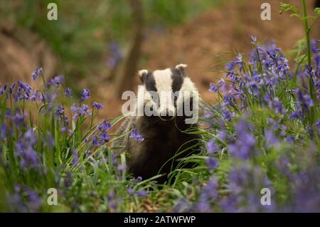 Badger (Meles meles) amongst Bluebells (Hyacinthoides non-scripta). Scotland, UK. May. Stock Photo