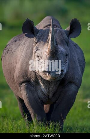 Black rhinoceros (Diceros bicornis) stands in evening light on Chief's Island in Okavango Delta, Botswana,. This rhino was released in the Okavango Delta as part of efforts to rebuild the rhino populations that Botswana lost to poaching and hunting by the early 1990s. Stock Photo