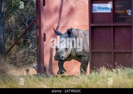 A young White rhinoceros (Ceratotherium simum) leaves a secure enclosure known as a boma in the Okavango Delta, northern Botswana, after being translocated from South Africa as part of efforts to rebuild Botswana's lost rhino populations. Stock Photo