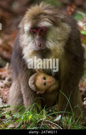 Tibetan macaque (Macaca thibetana) carrying young baby, Tangjiahe Nature Reserve, Sichuan Province, China Stock Photo