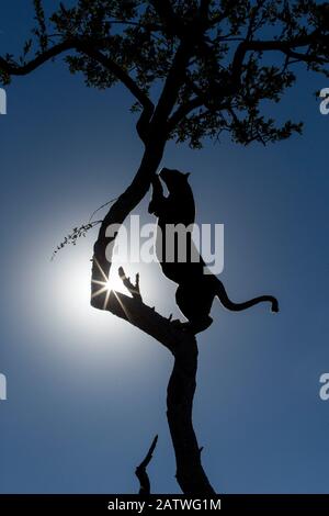 Leopard (Panthera pardus) climbing tree, silhouetted against the sun, Kruger National Park, South Africa. Stock Photo
