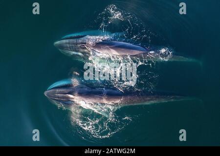 Aerial view Fin whales (Balaenoptera physalus) lunge-feeding in the southern Sea of Cortez (Gulf of California), Baja California, Mexico. Stock Photo