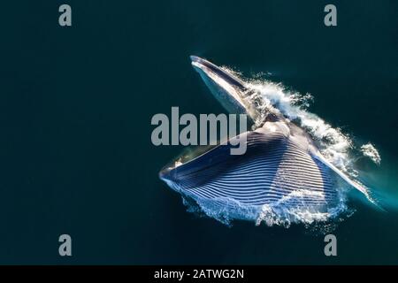 Aerial view of Fin whale (Balaenoptera physalus) lunge-feeding, with mouth open and throat pouch distended, southern Sea of Cortez (Gulf of California), Baja California, Mexico. Stock Photo