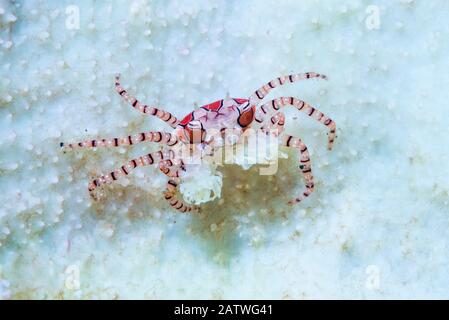 Boxer Crab (Lybia tessellata) with sea anemones in its claws for defense. Lembeh Strait, North Sulawesi, Indonesia. Stock Photo