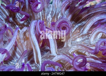 Corkscrew or Long tentacle anemone (Macrodactyla doreensis). Lembeh Strait, North Sulawesi, Indonesia. Stock Photo