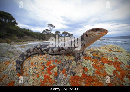 Lowland blotched blue-tongue (Tiliqua nigrolutea) on a coastal bluff in the Bay of Fires region of north-eastern Tasmania, Australia, spring. Stock Photo