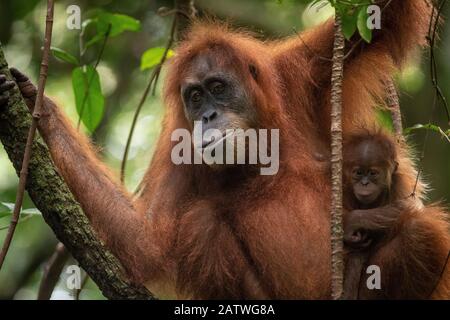 Sumatran orangutan (Pongo abelii) mother and baby Bukit Lawang, North Sumatra. Stock Photo
