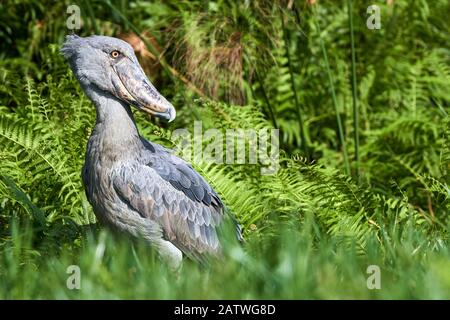 Shoebill stork (Balaeniceps rex) in the swamps of Mabamba, Lake Victoria, Uganda, February. Stock Photo