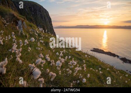 Cotton grass (Eriophorum angustifolium) growing on Garbh Eilean with the Isle of Lewis behind, Shiant Isles, Outer Hebrides, Scotland, UK. June. Stock Photo