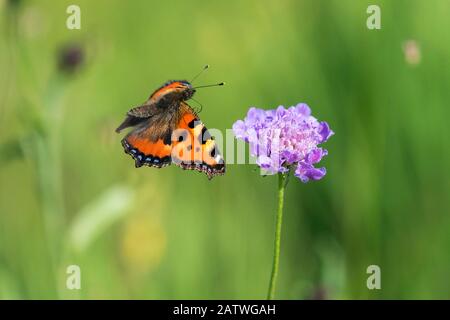 Small tortoiseshell butterfly (Aglais urtica) in flight, with flower, Bavaria, Germany. Stock Photo