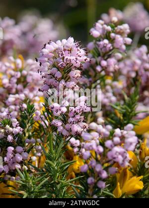 Cornish heath (Erica vagans) clump flowering on montane pastureland, above the Lakes of Covadonga, at 1300m, Picos de Europa, Asturias, Spain, August. Stock Photo