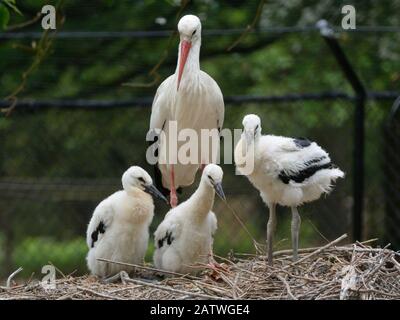 White stork (Ciconia ciconia) parent standing beside its three developing chicks. In captive breeding colony raising young birds for UK White Stork reintroduction project at the Knepp Estate. Cotswold Wildlife Park, Oxfordshire, UK, May 2019. Property released. Stock Photo