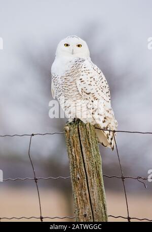 Snowy Owl (Nyctea scandiaca) female perched, Amherst Island, Ontario, Canada, January. Stock Photo