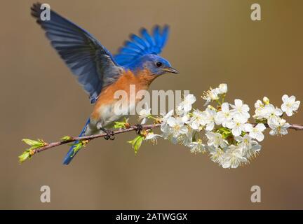 Eastern bluebird (Sialia sialis) male fluttering wings while perched on cherry (Prunus sp.) branch in spring, New York, USA, April. Stock Photo