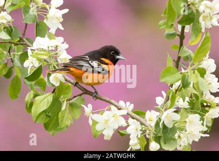 Baltimore oriole (Icterus galbula) male perched in pear (Pyrus sp.) blossom, eastern redbud in background, New York, USA. May. Stock Photo