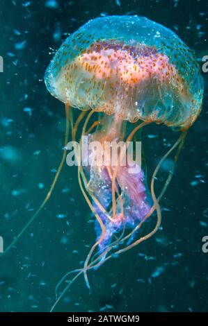 Jellyfish (Pelagia noctiluca) amongst plankton , Shetland Isles, Scotland. Stock Photo
