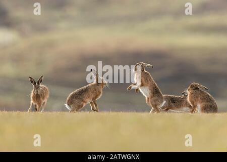 Brown hare, (Lepus europaeus), group of animals in field, Islay, Scotland, UK., March Stock Photo